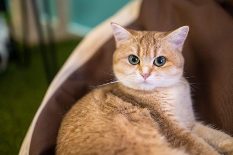 Budapest: Cat Museum Budapest Entry Ticket - Booking and Reservation Details