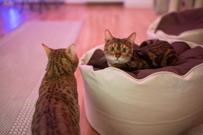 Budapest: Cat Museum Budapest Entry Ticket - Accessibility and Age Restrictions