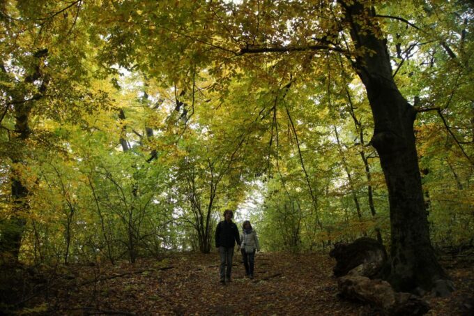 Budapest: Hiking Tour in the Buda Hills - Scenic Hike