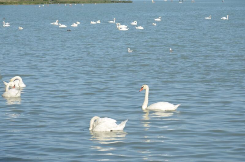 Budapest: Lake Balaton and Herend Full-Day Private Tour - Customer Feedback