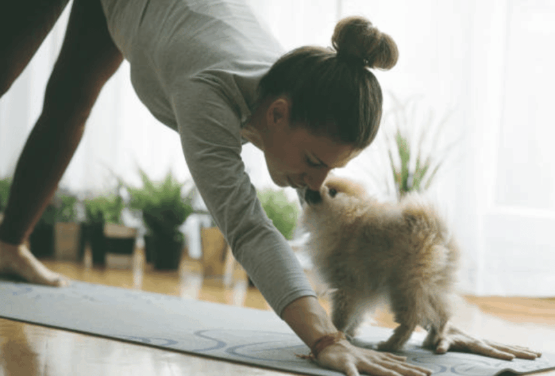 Budapest: Puppy Yoga Class - Key Points