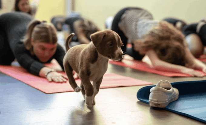 Budapest: Puppy Yoga Class - Customer Feedback and Recommendations