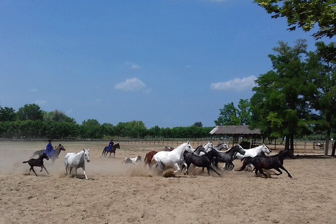 Budapest Puszta Day Trip to Kecskemet Icluding Horse Show & Lunch - Welcoming Palinka Drink