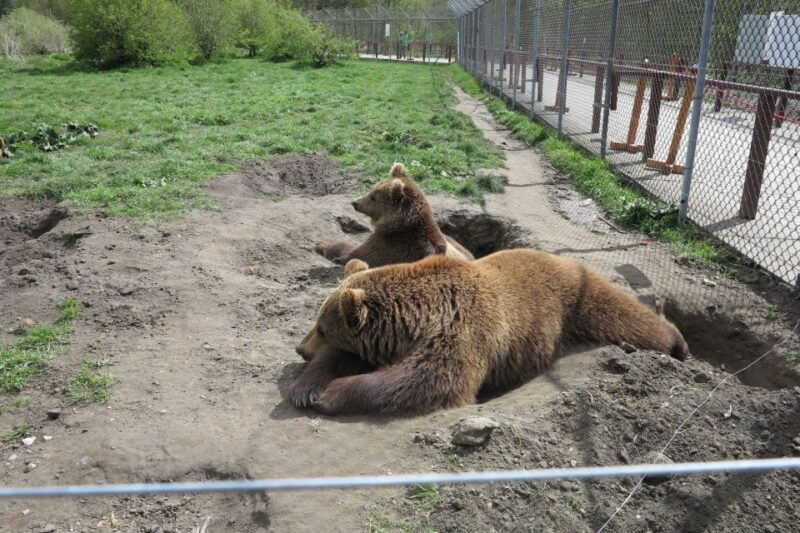 Budapest: Transport & Guided Tour of Bear and Wolf Sanctuary - Sanctuary Experience