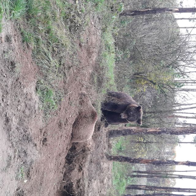 Budapest: Transport & Guided Tour of Bear and Wolf Sanctuary - Customer Reviews