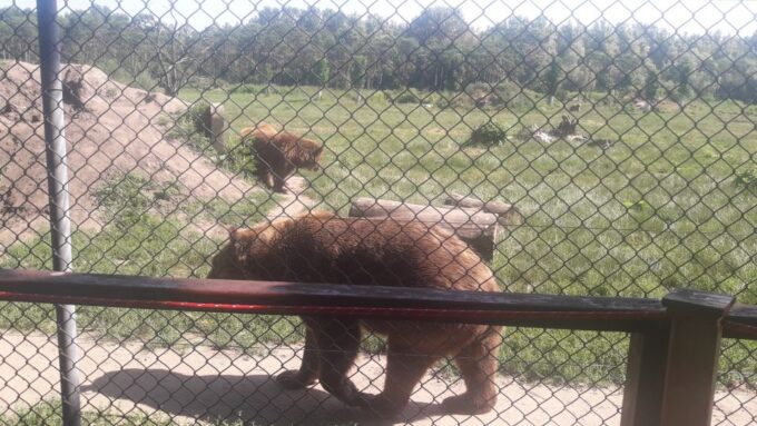 Budapest: Transport & Guided Tour of Bear and Wolf Sanctuary - Meeting Point and Transportation