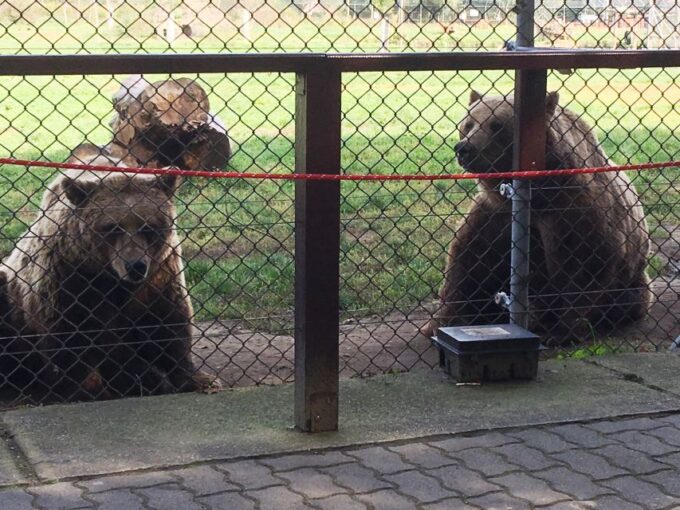 Budapest: Transport & Guided Tour of Bear and Wolf Sanctuary - Safety Measures