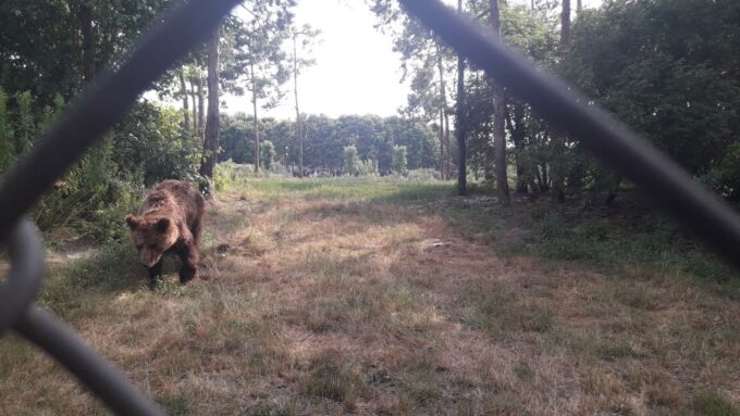 Budapest: Transport & Guided Tour of Bear and Wolf Sanctuary - Frequently Asked Questions