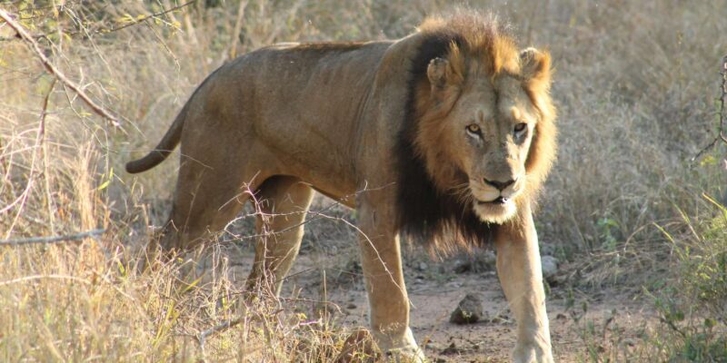 Budget 4 Day Kruger Park All Inclusive Safari From Joburg! - Additional Activities