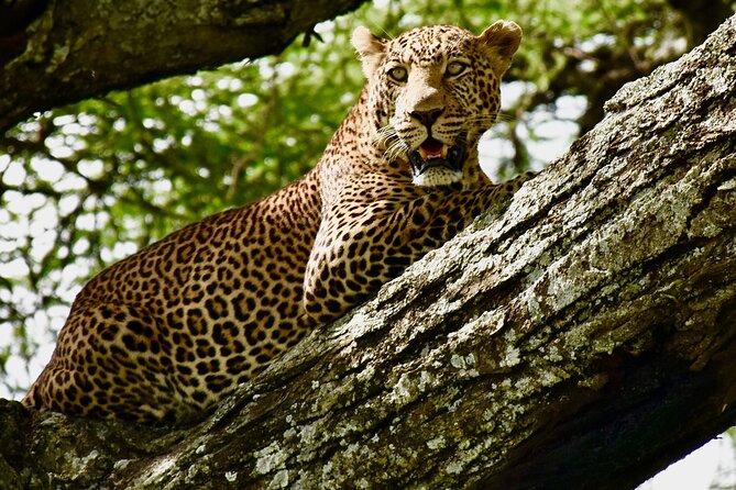 Budget Safari (Mma) - Exclusions