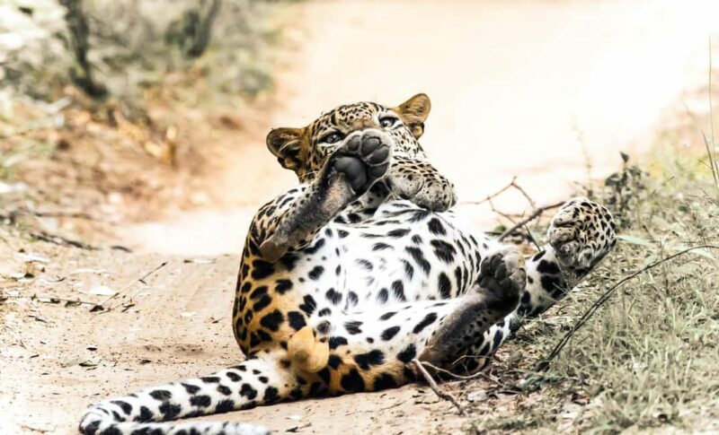 Budget Yala Safari: 1-Night Hostel Stay & Meals Included - Authenticity and Value