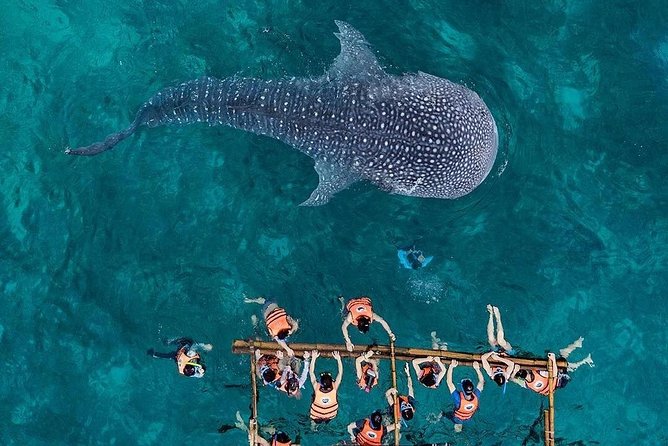 Budgeted Bohol Whale Shark - Good To Know