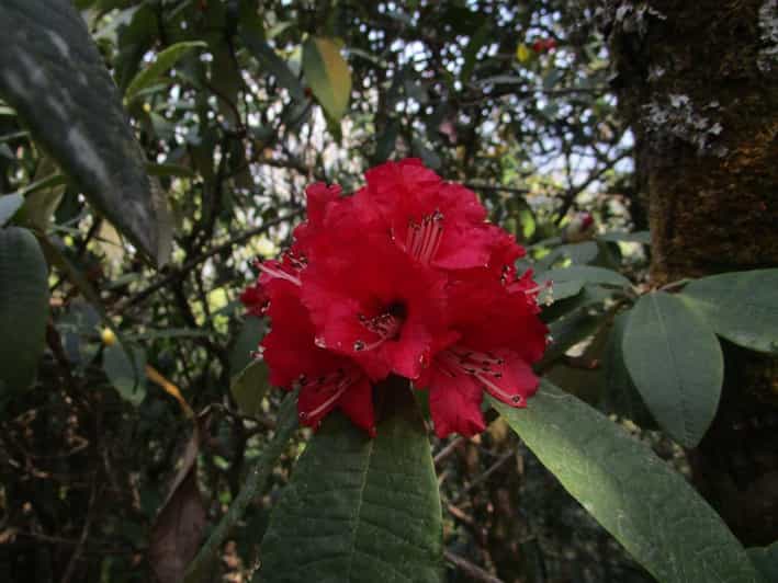 Budhanilkantha: Shivapuri Peak Hiking - Key Points