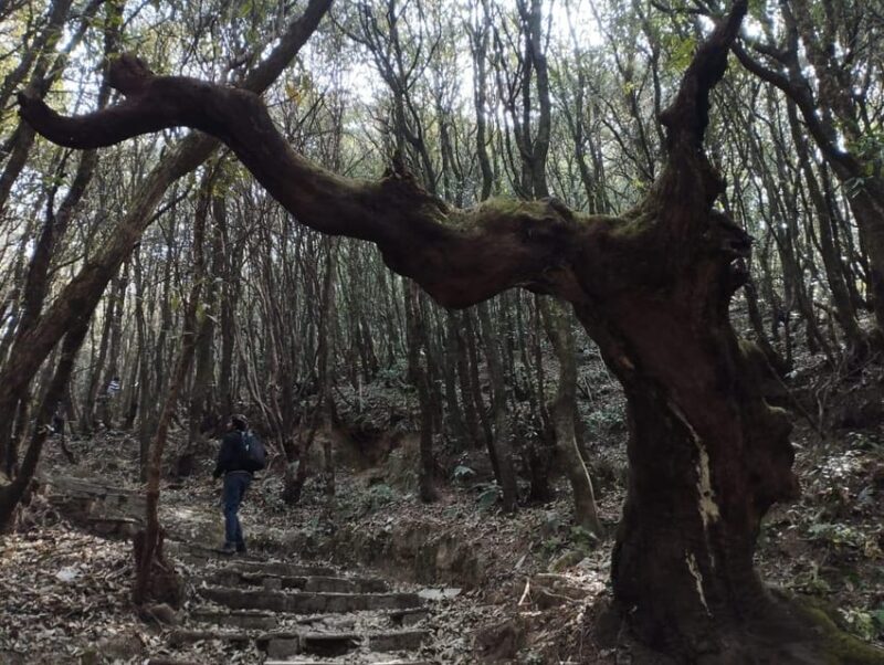 Budhanilkantha: Shivapuri Peak Hiking - Itinerary Details