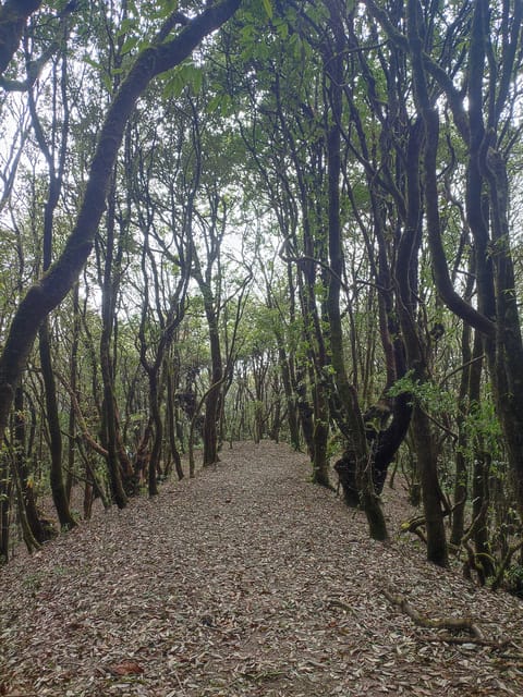 Budhanilkantha: Shivapuri Peak Hiking - Trail Features and Highlights