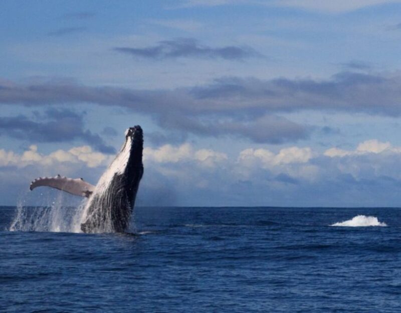 Buenaventura: Pacific Coast Whale Watching Tour - Itinerary Details