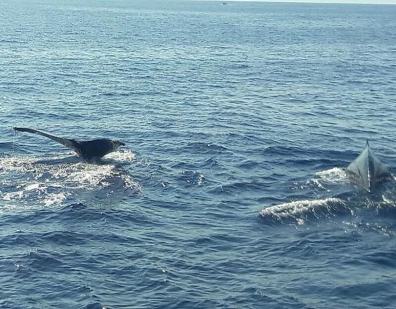 Buenaventura: Pacific Coast Whale Watching Tour - Whale Watching Experience