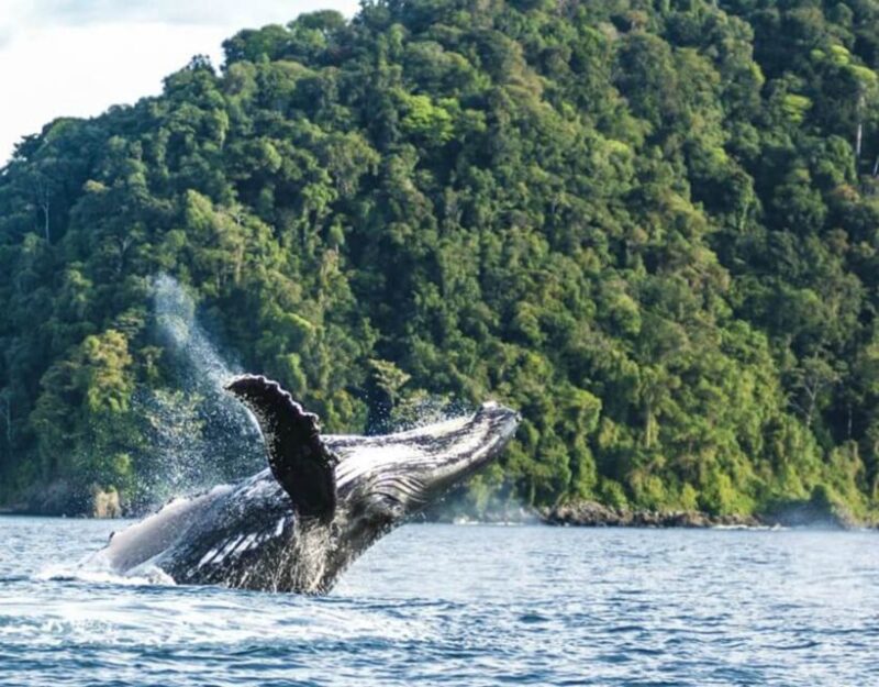 Buenaventura: Pacific Coast Whale Watching Tour - Important Information