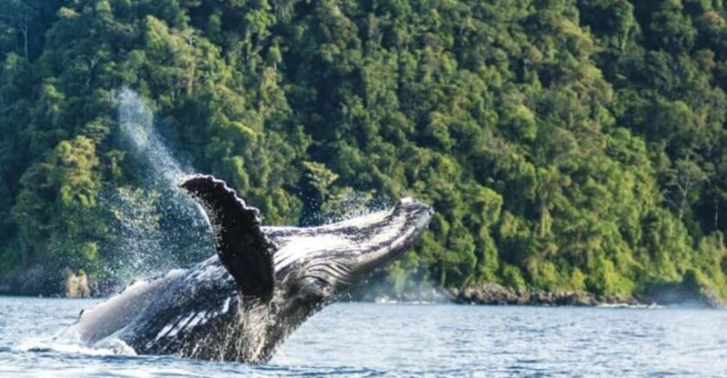 Buenaventura: Pacific Coast Whale Watching Tour - Pickup and Travel