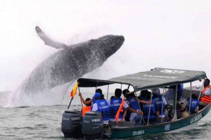 Buenaventura: Pacific Coast Whale Watching Tour - Lunch and Return