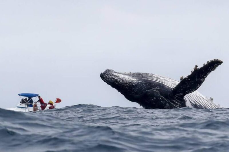 Buenaventura: Whale Watching Trip With Overnight Stay - Key Points