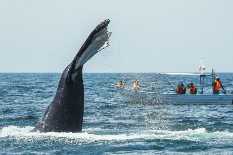 Buenaventura: Whale Watching Trip With Overnight Stay - Detailed Itinerary