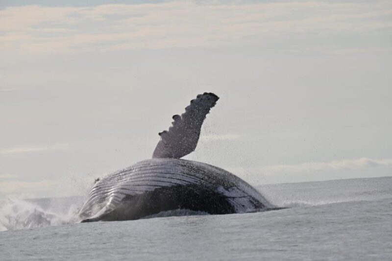 Buenaventura: Whale Watching Trip With Overnight Stay - Included and Excluded