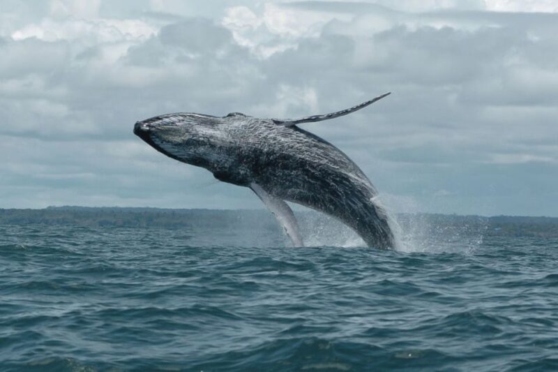 Buenaventura: Whale Watching Trip With Overnight Stay - Important Considerations