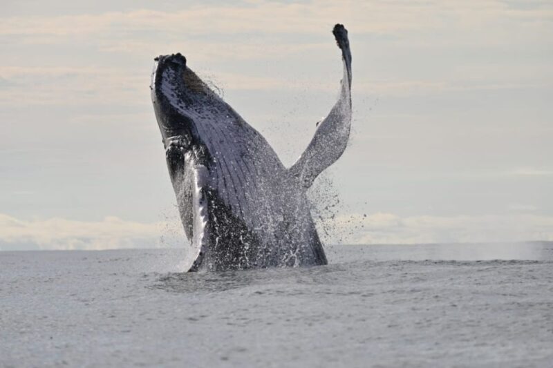 Buenaventura: Whale Watching Trip With Overnight Stay - Customer Experiences