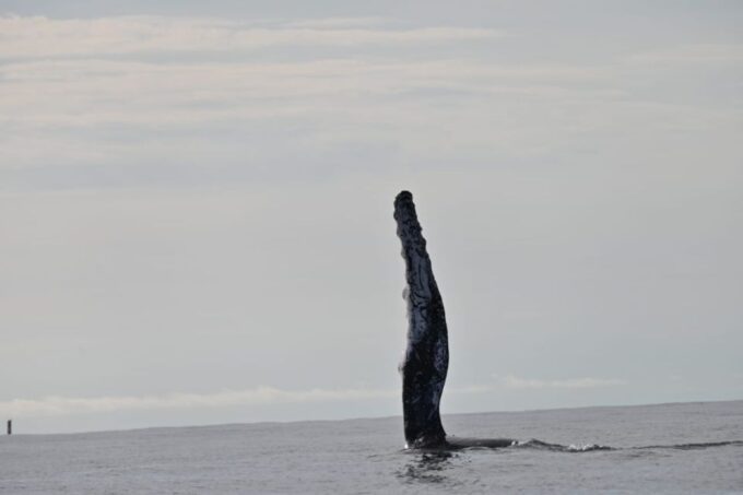 Buenaventura: Whale Watching Trip With Overnight Stay - Recap
