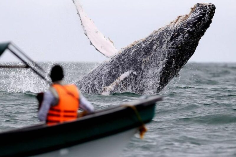 Buenaventura: Whale Watching Trip With Overnight Stay - Detailed Itinerary