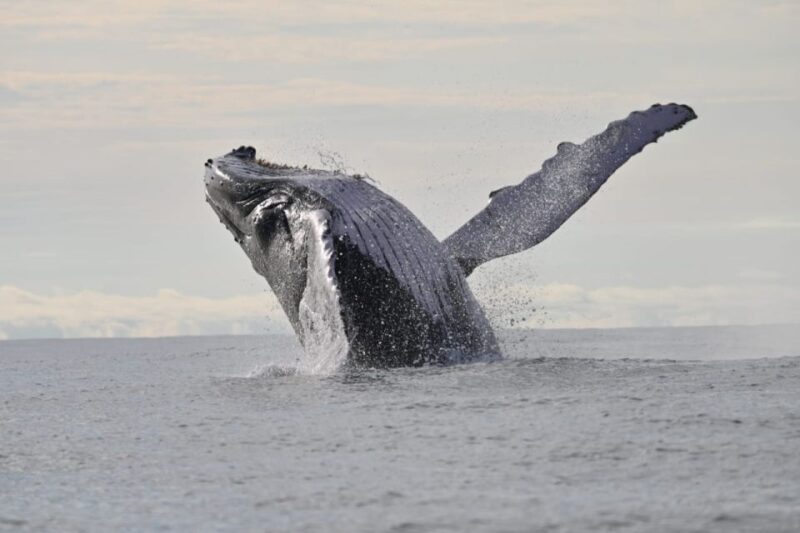 Buenaventura: Whale Watching Trip With Overnight Stay - Customer Experiences