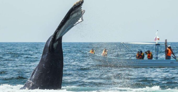 Buenaventura: Whale Watching Trip With Overnight Stay - Recap