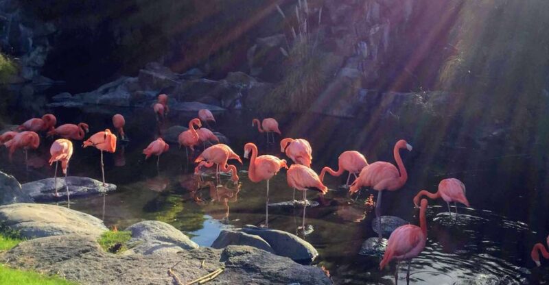 Buenos Aires: Temaiken Biopark With Transfers - Key Points