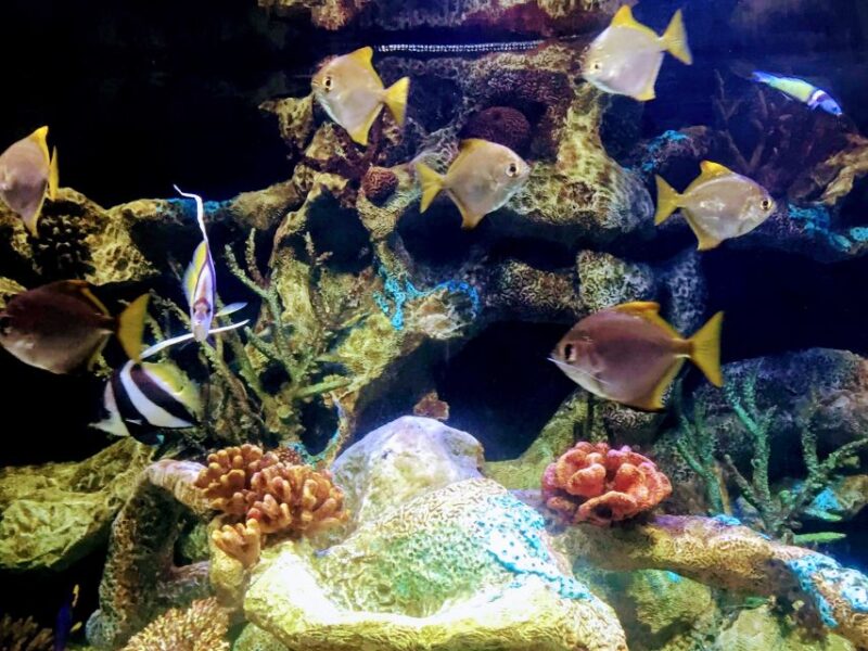 Buenos Aires: Temaiken Biopark With Transfers - Native Zone Highlights