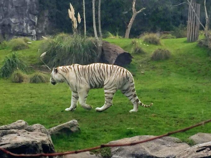 Buenos Aires: Temaiken Biopark With Transfers - Frequently Asked Questions