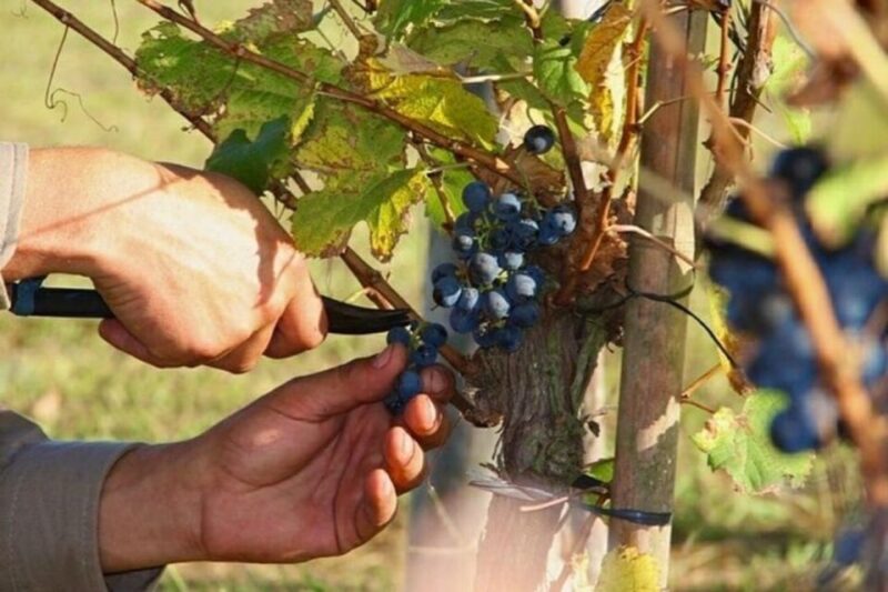 Buenos Aires: Wine Tasting and Lunch at Bodega Gamboa - Key Points
