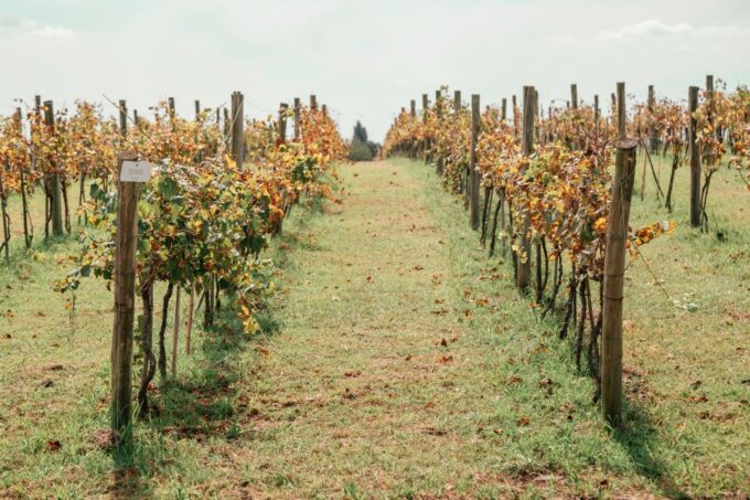 Buenos Aires: Wine Tasting and Lunch at Bodega Gamboa - Frequently Asked Questions