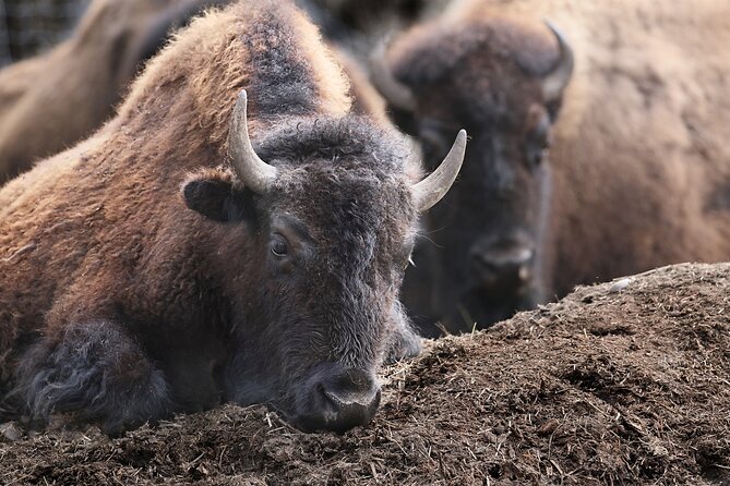 Buffalo Loop 1-Hour Horseback Trail Ride in Kananaskis - What to Expect