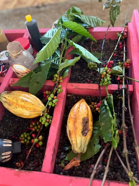 Buggy Tour in Punta Cana: Mamajuana - Coffee - Swimming in Cenote and Macao Beach - Practical Considerations and Value