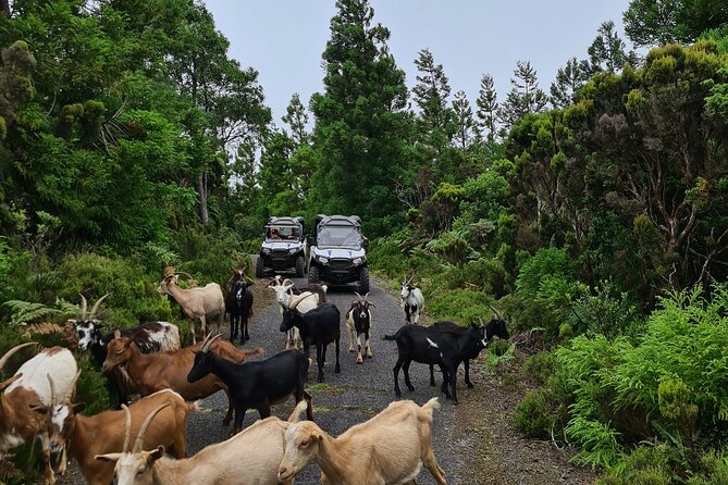 BUGGY TOUR - West / Center of the Island (Off-Road) - Tour Highlights