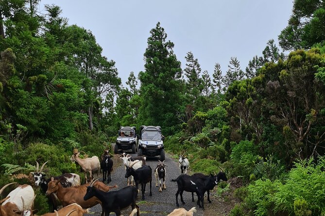 BUGGY TOUR - West / Center of the Island (Off-Road) - Small Group Experience