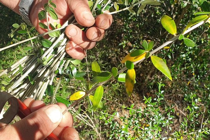 Build a Typical Sardinian Basket With Your Hands - About the Experience