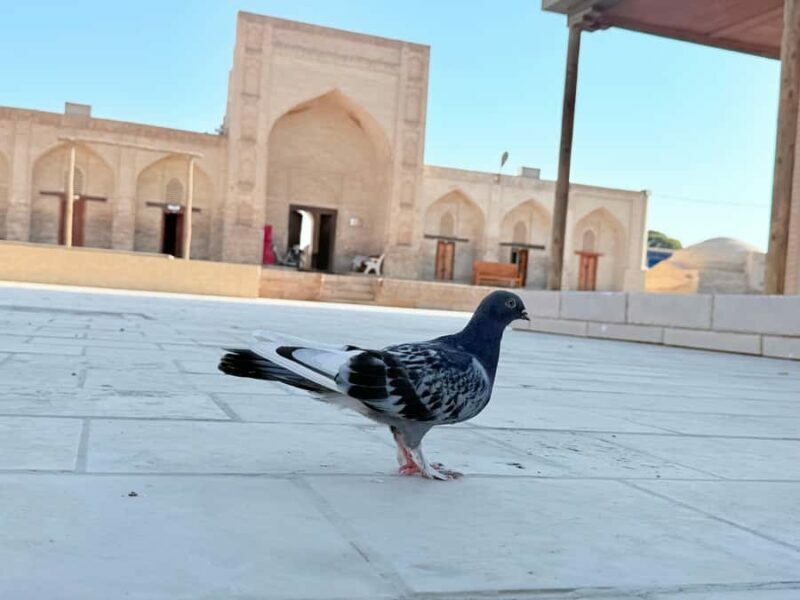 Bukhara: Summer Palace and City Outside Tour with Car - The Practicalities: Price, Value, and Additional Tips