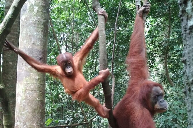 Bukit Lawang 2 Day 1 Night With Camping - Requirements and Limitations