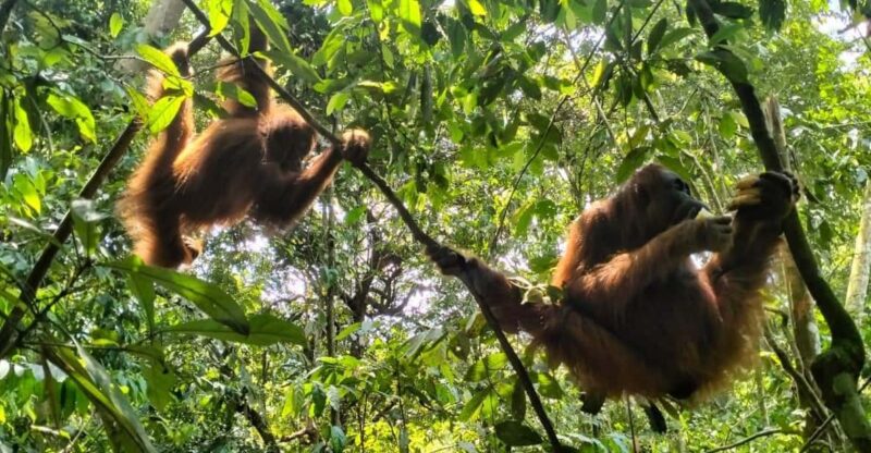 Bukit Lawang 6 Days Jungle Trek - Highlights of the Experience