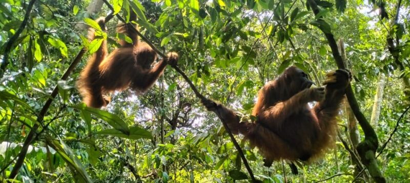 Bukit Lawang 6 Days Jungle Trek - Frequently Asked Questions