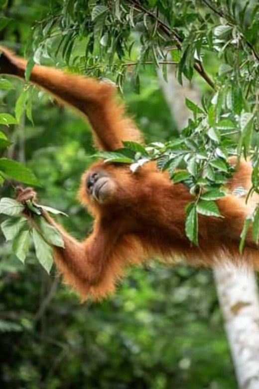 Bukit Lawang: a Unique Wildlife Tour & Overnight Into Jungle - Key Points