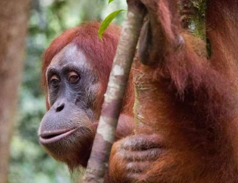 Bukit Lawang: a Unique Wildlife Tour & Overnight Into Jungle - Tour Inclusions