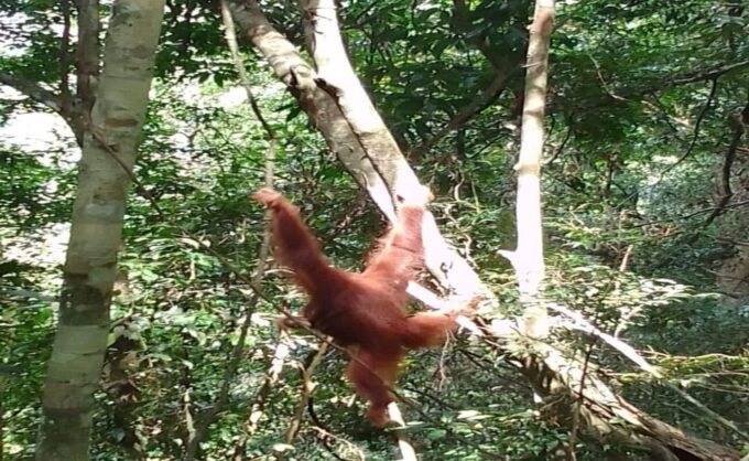 Bukit Lawang: a Unique Wildlife Tour & Overnight Into Jungle - Customer Feedback